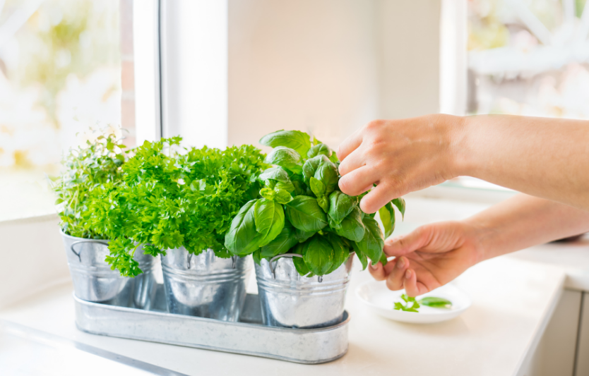 Як зберігати зелень довше від базиліку до петрушки